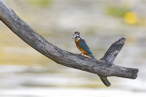 Eisvogel Vogel Sitzend Kostenloses Foto Auf Pixabay