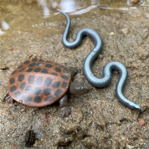 Safari Ltd Everglades Toob | MiniZoo Animal Set