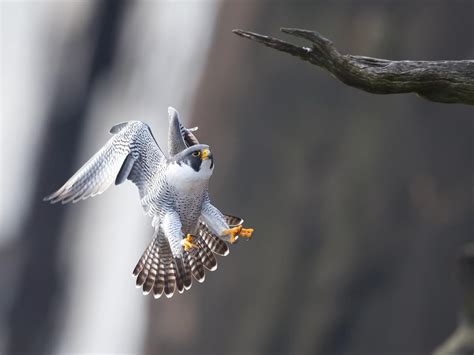 Peregrine Falcon Migration: A Complete Guide | Bird Fact