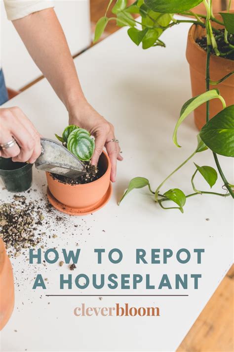 How To Repot A Houseplant The Right Way