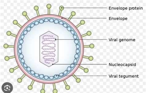 Virus Composition And Structure Flashcards Quizlet