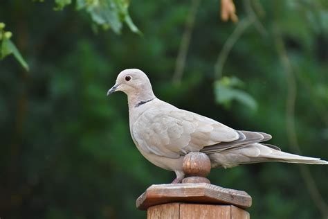 Bird Dove Ornithology Free Photo On Pixabay Pixabay