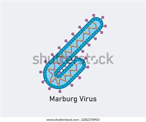 Illustration Marburg Virus Internal Morphologystructure Stock Vector