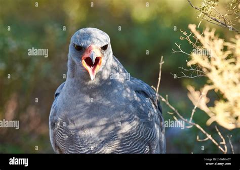 Call Of The Wild A Majestic Bird Of Prey In Its Natural Habitat Stock