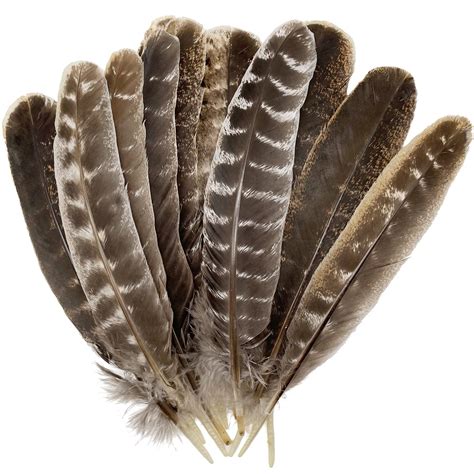 Wild Turkey Feather