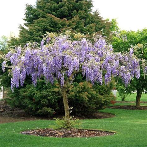 Blue Chinese Wisteria Tree — Plantingtree