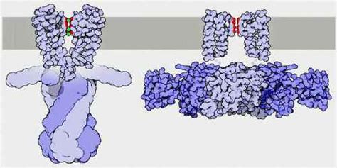 Potassium Channel - Assignment Point