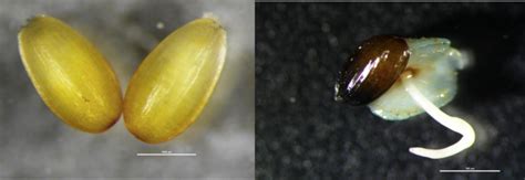 Two immature seeds and germinated seed with cotyledon. Photos by ...