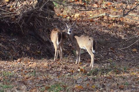 "Natural World" Through My Camera: The Whitetail Deer Mating Ritual...