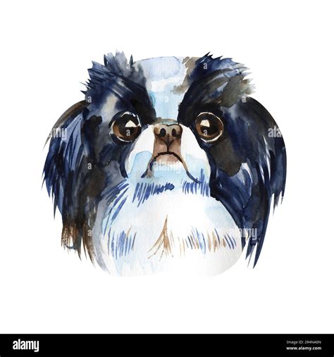 Cute Dog Japanese Chin Watercolor Illustration Isolated Stock Photo