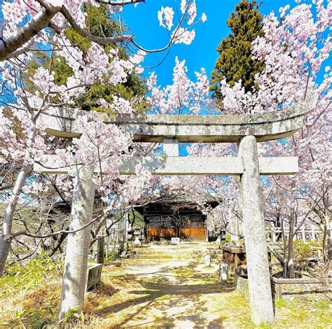 桜が綺麗！長野県伊那市の高遠城址公園 にある神社、神城神社 。 Love Me Do（ラブちゃん）オフィシャルブログ「黄金のリンゴ