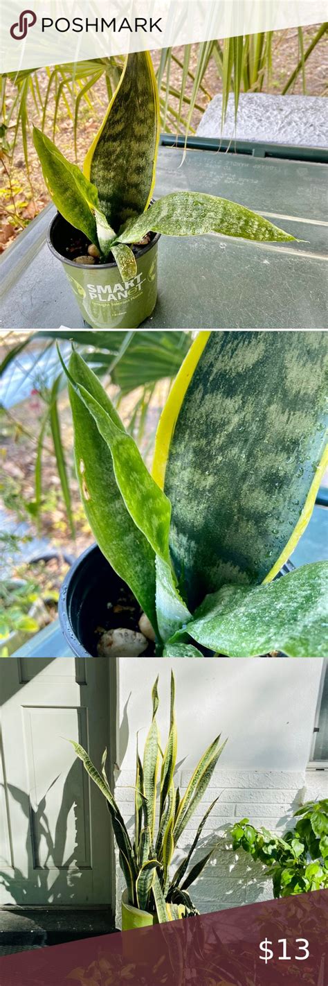 Snake Plant Dracaena Trifasciata Laurentii Live Plant Live Plants