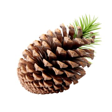 Pine Fir Cone With Seed Isolated Png File Background Brown Bud Png