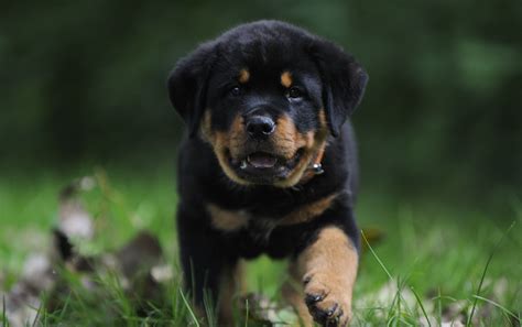 Rottweiler Puppies Wallpapers - 4k, HD Rottweiler Puppies Backgrounds on WallpaperBat