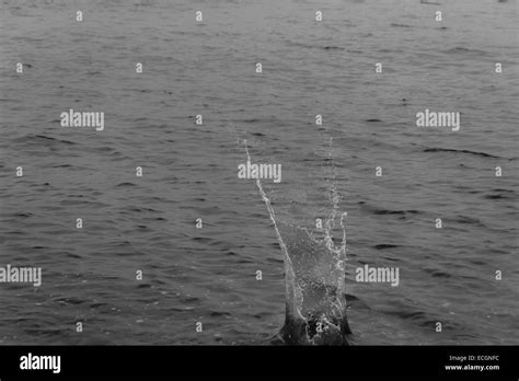 Splash In The Ocean Stock Photo Alamy