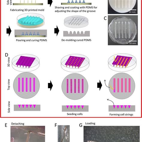 Manufacturing Of A Strip Form HiPSC RPE A Fabrication Process Of