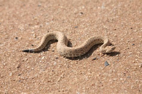 Snake in desert — Stock Photo #6107293