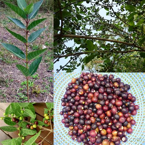 Native Sweet Sandpaper Fig Ficus Opposita Seeds | Fair Dinkum Seeds