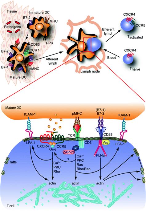 Signaling Amplification At The Immunological Synapse Springerlink