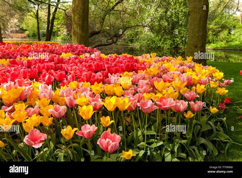 Park Keukenhof with beautiful tulips in Lisse, Netherlands Stock Photo ...