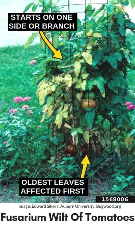 Tomato Plant Wilting You Need To Do This Now You Should Grow