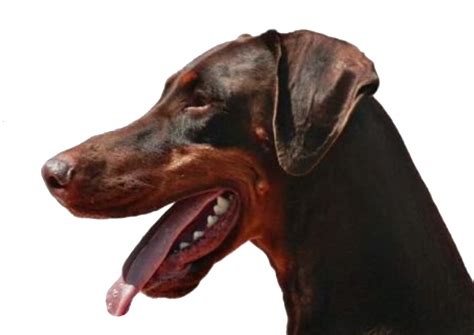 Dobermann Hund Kostenloses Bild Auf Pixabay Pixabay