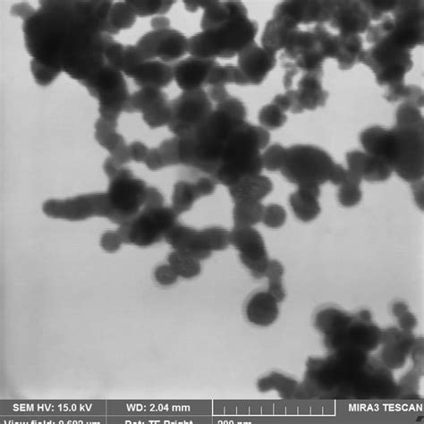 Scanning Transmission Electron Micrograph Of Sample S3 Download Scientific Diagram