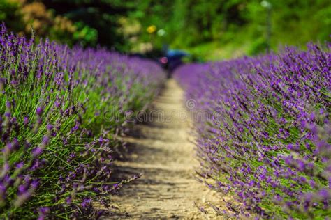 Provence - Lavender Field in the Gordes ,France Stock Photo - Image of ...