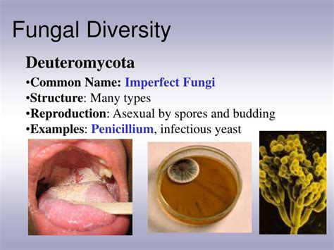 Ppt Characteristics Of Fungi Powerpoint Presentation Free Download