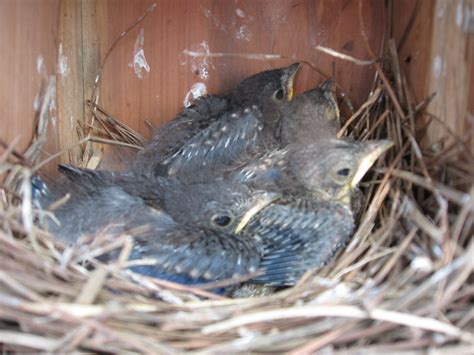 Thirteen Days Old Eastern Bluebird Chicks Thirteen Days A Flickr