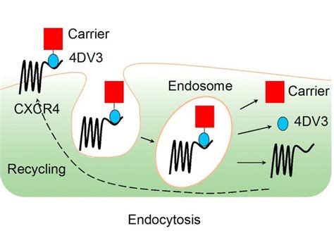 Design And Evaluation Of A Cxcr Targeting Peptide Dv As An Hiv Entry