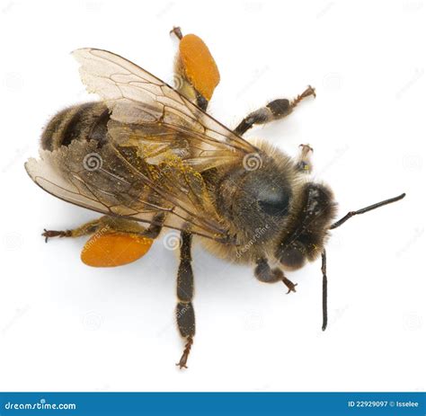 Western Honey Bee Or European Honey Bee Apis Stock Image Image Of