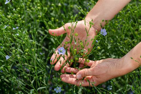 Female Hands Hold Flax Plants With Flowers Against The Background Of A