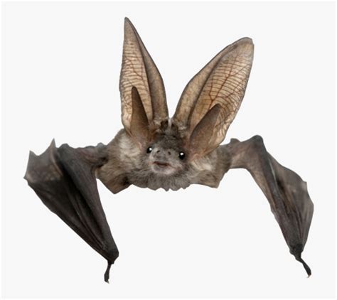 Cute Long Eared Bat, HD Png Download , Transparent Png Image - PNGitem