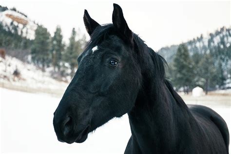 Portrait Of Black Horse In Snow Landscape Headshot Digital Art By Yew