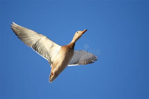 Canard Siffleur Photo Stock Image Du Horizontal Canard 12766518