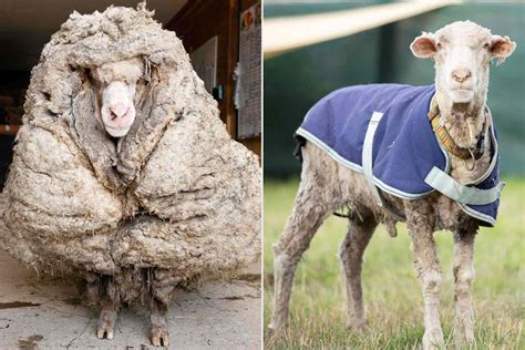 Sheep Saved from 77 Pounds of Overgrown Fleece | PEOPLE.com