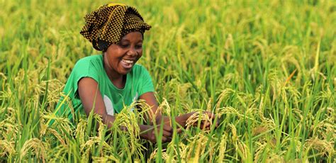 National Adaptation Plans Building Climate Resilience In Agriculture