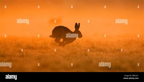 European hare, Brown hare (Lepus europaeus), running in dawn over a ...