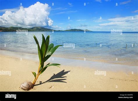 Coconut Growing Palm Tree Hi Res Stock Photography And Images Alamy