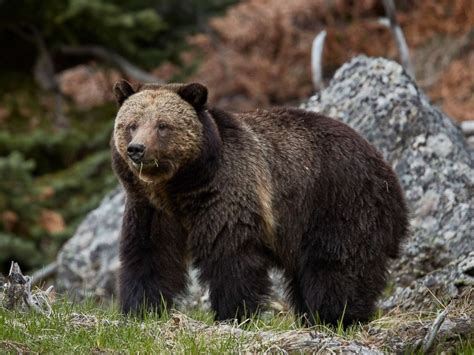 Yellowstone National Park Grizzly Bear Cubs