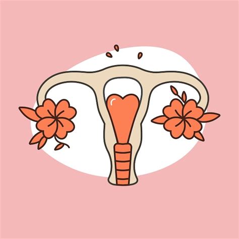 Premium Vector Vector Illustration Female Reproductive System In