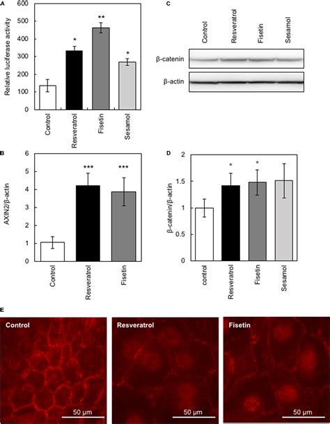 Frontiers Fisetin Promotes Hair Growth By Augmenting Tert Expression