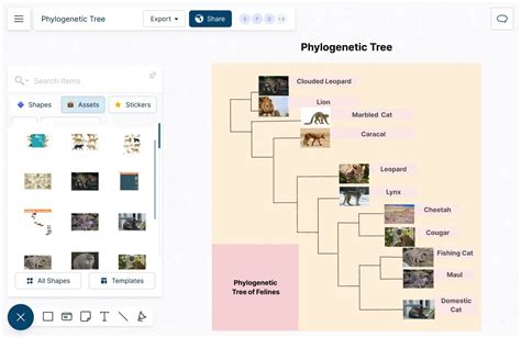 Evolution Tree Mammals