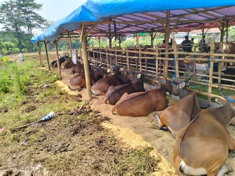 Cerita Peternak Rugi Ratusan Juta Akibat Kebanyakan Pasokan Sapi Jawa