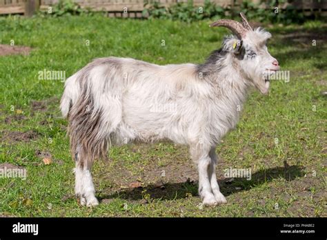 Landrace Hi Res Stock Photography And Images Alamy