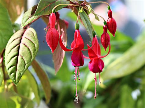 Free Images Nature Blossom Leaf Flower Petal Red Botany Flora