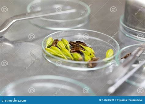 Plant Tissue Culture Techniques in Laboratory. Stock Photo - Image of ...