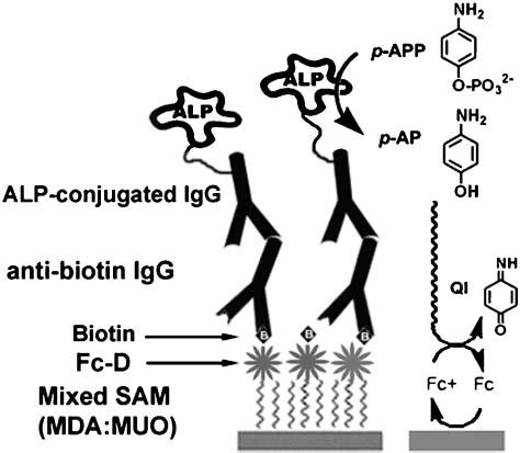 Scheme 1 Schematic Illustration Of An Enzyme Amplified Immunosensor