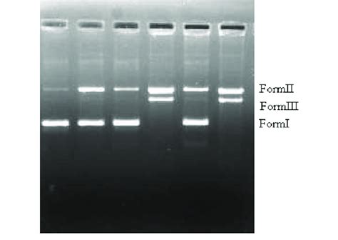 A Agarose Gel Electrophoresis Diagram Showing The Cleavage Of Sc Puc